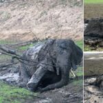 Safari guides risk their lives to save elephant stuck in the mud