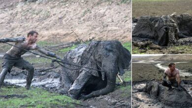 Safari guides risk their lives to save elephant stuck in the mud