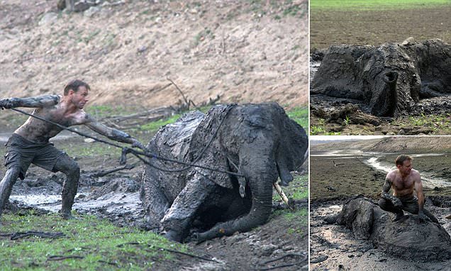 Safari guides risk their lives to save elephant stuck in the mud