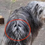 Shaggy dog has eerie outline of his own face in his tail