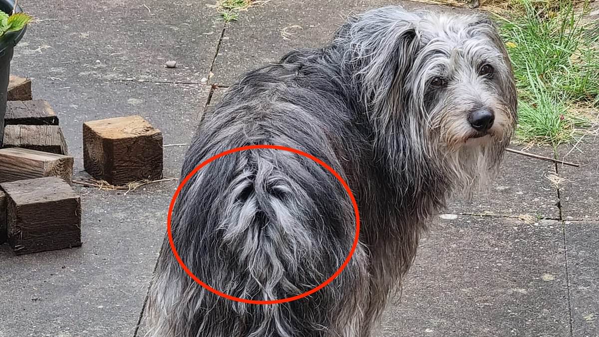 Shaggy dog has eerie outline of his own face in his tail