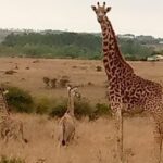 They're neck and neck! 'Extremely rare' giraffe TWINS born in Kenya 