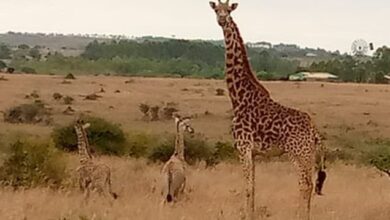 They're neck and neck! 'Extremely rare' giraffe TWINS born in Kenya 