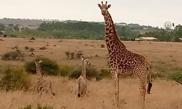 They're neck and neck! 'Extremely rare' giraffe TWINS born in Kenya 