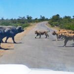 20 Lions Chase 2 Buffalo Across Busy Safari Road