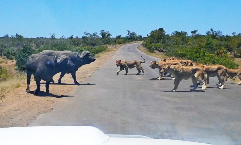 20 Lions Chase 2 Buffalo Across Busy Safari Road