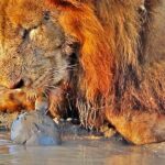 Turtle Chases Lions Away From His Waterhole