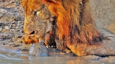 Turtle Chases Lions Away From His Waterhole