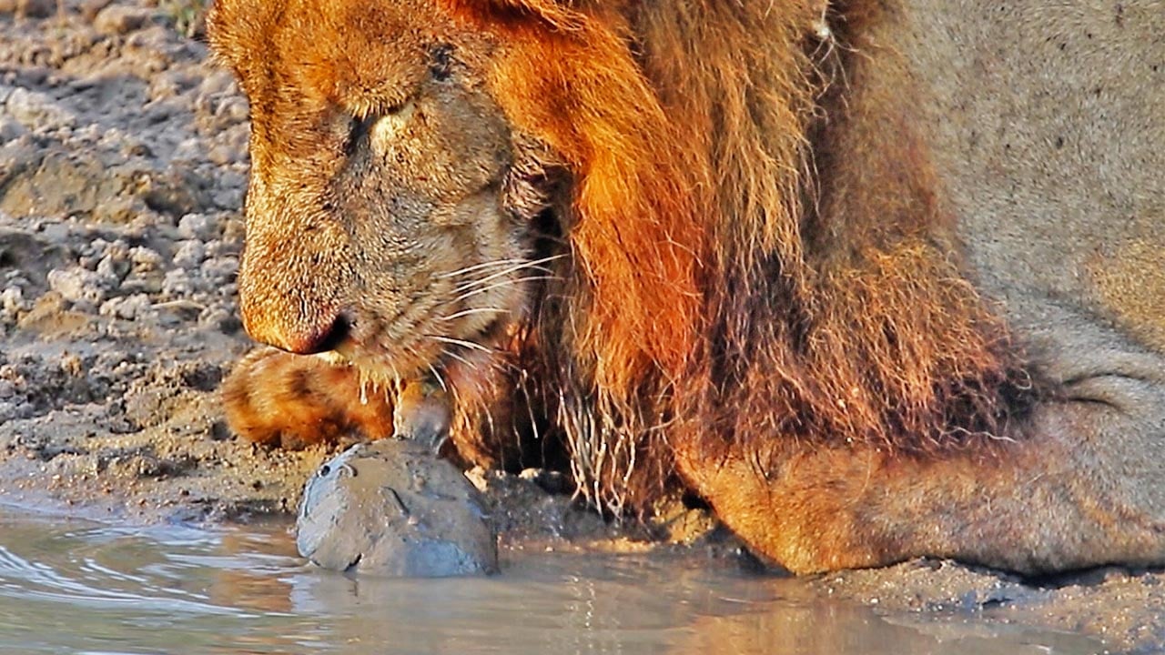 Turtle Chases Lions Away From His Waterhole