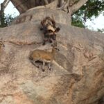Watch Wild Dogs Hunt Antelope On Cliff Edge In Mala Mala Sighting
