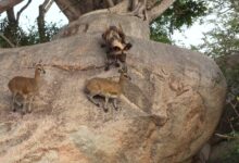 Watch Wild Dogs Hunt Antelope On Cliff Edge In Mala Mala Sighting