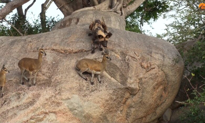 Watch Wild Dogs Hunt Antelope On Cliff Edge In Mala Mala Sighting