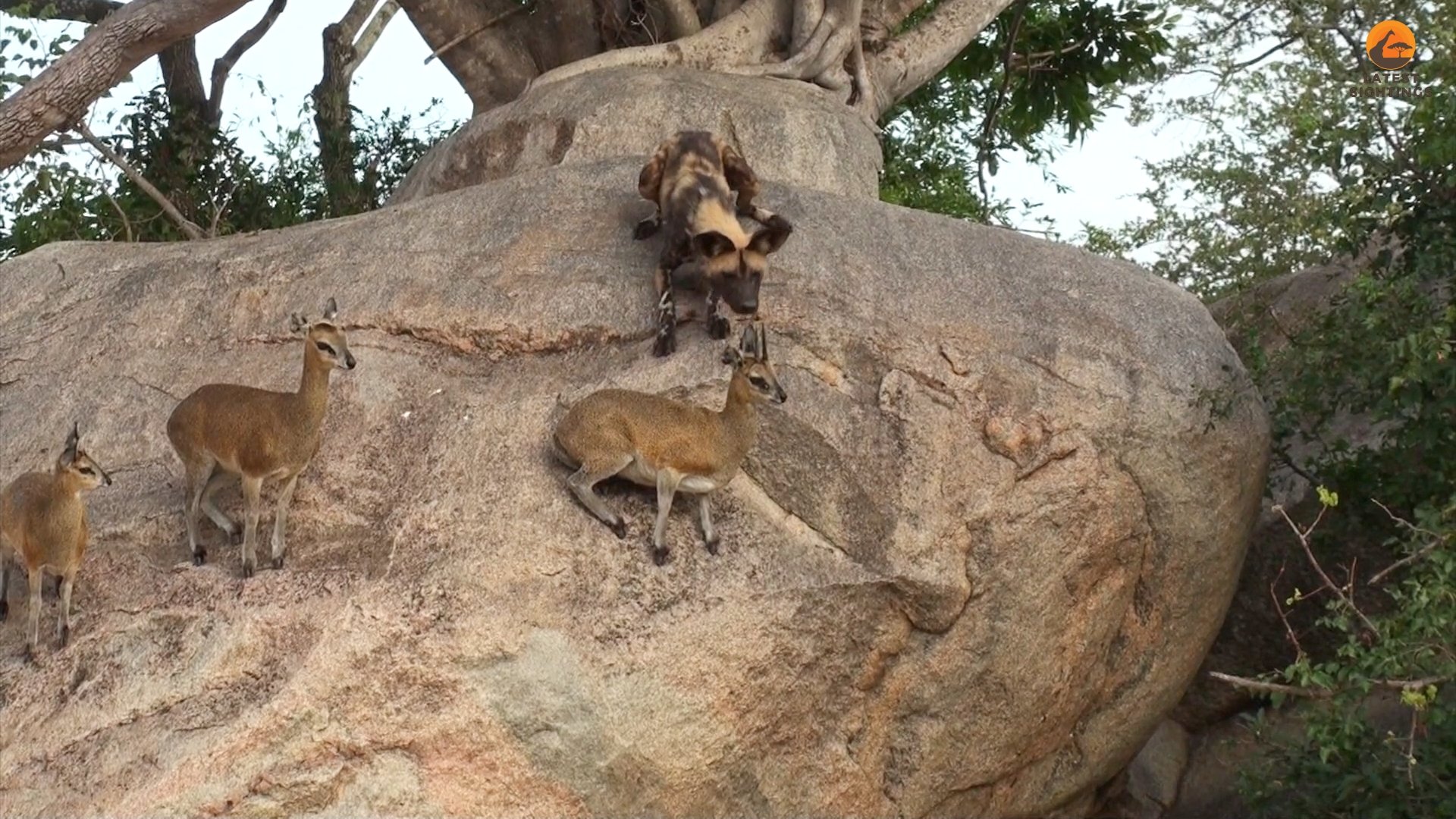 Watch Wild Dogs Hunt Antelope On Cliff Edge In Mala Mala Sighting