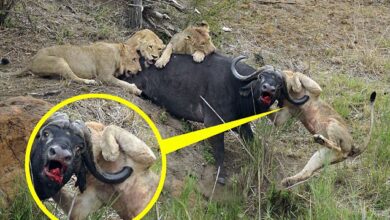 Young lion impaled on the horns of a water buffalo during hunt