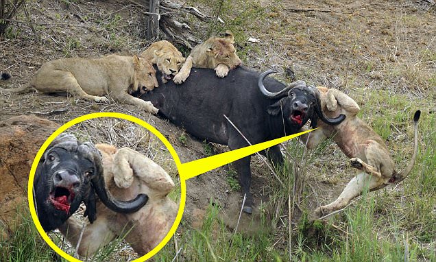 Young lion impaled on the horns of a water buffalo during hunt