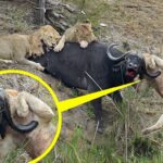 Young lion impaled on the horns of a water buffalo during hunt