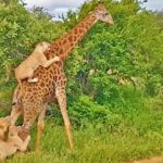 Watch Giraffe Give Lions An Unexpected Ride