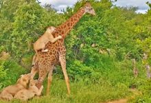 Watch Giraffe Give Lions An Unexpected Ride