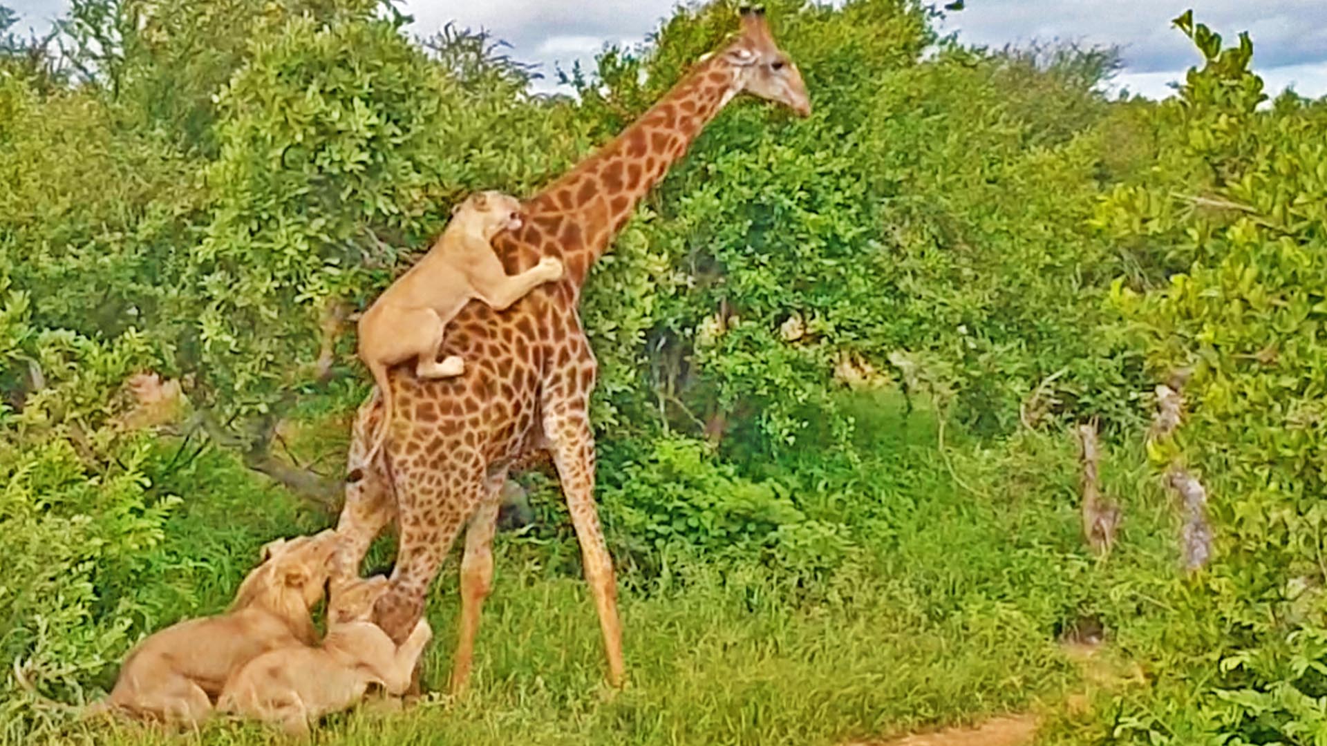 Watch Giraffe Give Lions An Unexpected Ride