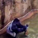 Gorilla Shot Dead at Cincinnati Zoo After Child Climbs in Enclosure
