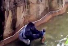 Gorilla Shot Dead at Cincinnati Zoo After Child Climbs in Enclosure