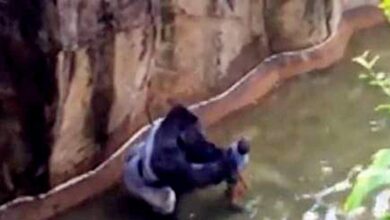 Gorilla Shot Dead at Cincinnati Zoo After Child Climbs in Enclosure