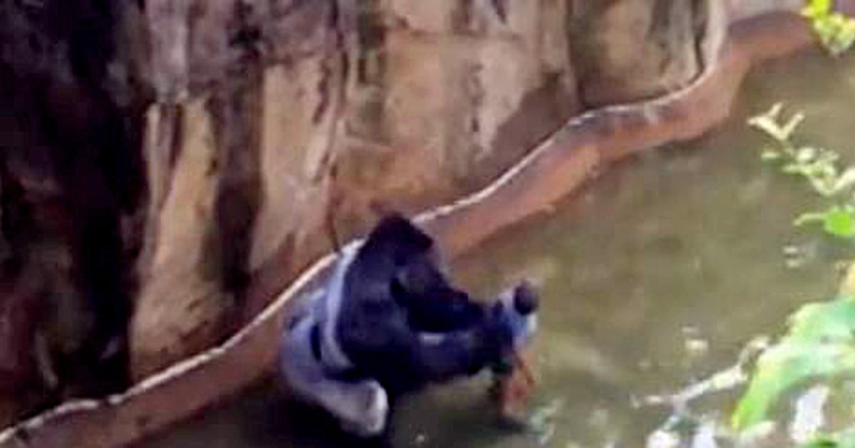 Gorilla Shot Dead at Cincinnati Zoo After Child Climbs in Enclosure