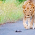 Mom Honey Badger Leaves her Baby to the Lions