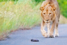 Mom Honey Badger Leaves her Baby to the Lions