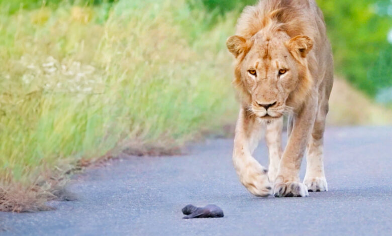 Mom Honey Badger Leaves her Baby to the Lions