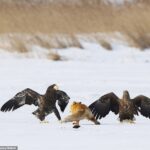 Pictured: A red fox with a fish in its mouth rests its weight on its back legs on an icy lake in Japan, as it prepares to flee a looming attack from a pair of Steller's sea eagles