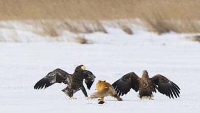 Pictured: A red fox with a fish in its mouth rests its weight on its back legs on an icy lake in Japan, as it prepares to flee a looming attack from a pair of Steller's sea eagles