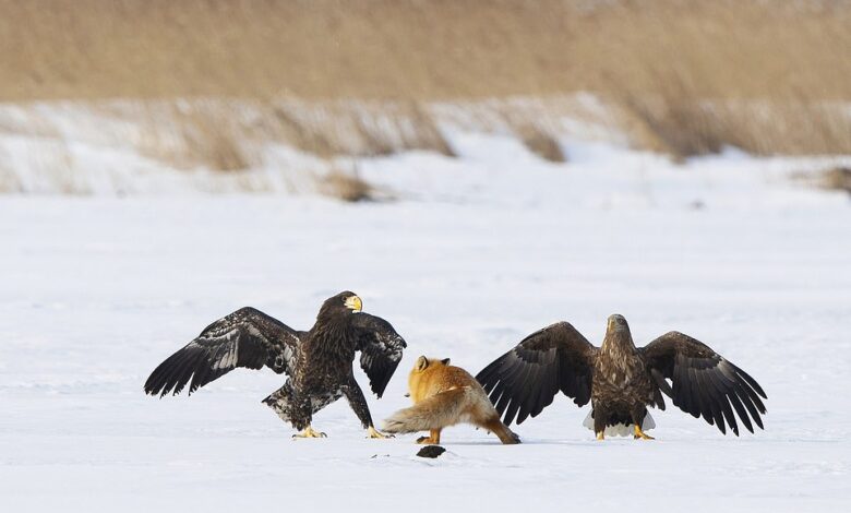 Pictured: A red fox with a fish in its mouth rests its weight on its back legs on an icy lake in Japan, as it prepares to flee a looming attack from a pair of Steller's sea eagles