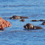 Hippos Attack Lion That's Stranded on a Rock in a River