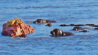 Hippos Attack Lion That's Stranded on a Rock in a River