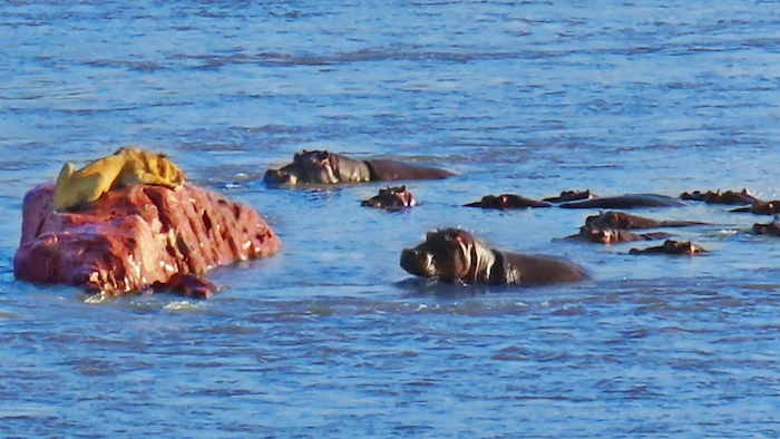 Hippos Attack Lion That's Stranded on a Rock in a River