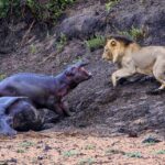The bravest little hippo: A baby hippo steps in to defend its mother, which had ended up stuck in mud in Kruger Park