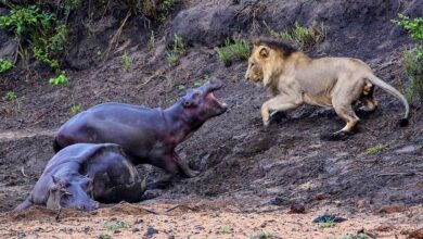 The bravest little hippo: A baby hippo steps in to defend its mother, which had ended up stuck in mud in Kruger Park