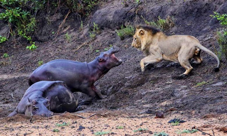 The bravest little hippo: A baby hippo steps in to defend its mother, which had ended up stuck in mud in Kruger Park