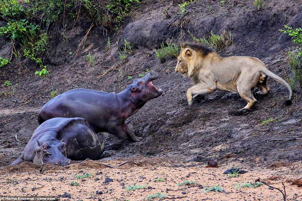 The bravest little hippo: A baby hippo steps in to defend its mother, which had ended up stuck in mud in Kruger Park