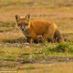 A young red fox (Vulpes vulpes) looks out from a burrow in the prairie at San Juan Island National Historical Park on San Juan Island, Washington