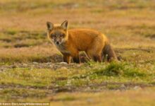 A young red fox (Vulpes vulpes) looks out from a burrow in the prairie at San Juan Island National Historical Park on San Juan Island, Washington