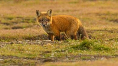 A young red fox (Vulpes vulpes) looks out from a burrow in the prairie at San Juan Island National Historical Park on San Juan Island, Washington