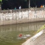 The animal is seen flailing its arms in the air before it sinks below the water's surface, as another orangutan rushes to the edge of the moat in an apparent bid to help him in a harrowing scene
