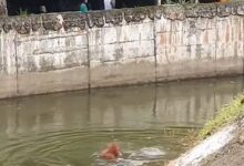 The animal is seen flailing its arms in the air before it sinks below the water's surface, as another orangutan rushes to the edge of the moat in an apparent bid to help him in a harrowing scene