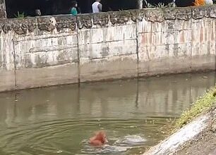 The animal is seen flailing its arms in the air before it sinks below the water's surface, as another orangutan rushes to the edge of the moat in an apparent bid to help him in a harrowing scene