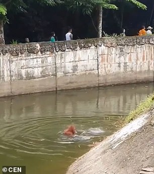 The animal is seen flailing its arms in the air before it sinks below the water's surface, as another orangutan rushes to the edge of the moat in an apparent bid to help him in a harrowing scene