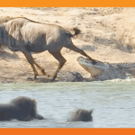 Hippos Come to Rescue Wildebeest from Crocodile