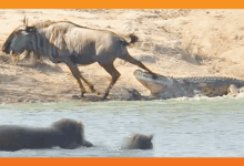 Hippos Come to Rescue Wildebeest from Crocodile
