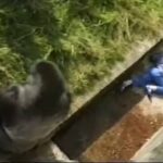 Levan Merritt was aged five and on the first day of a family holiday in Jersey when he slipped trying to get a better view of Jambo the 18 stone gorilla and fell 20ft down into the pit at the zoo